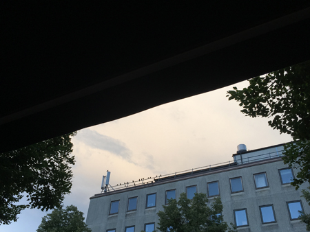 Fåglar på St Olofsgatan