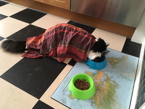 Lucifer äter med fuktig handduk på sig