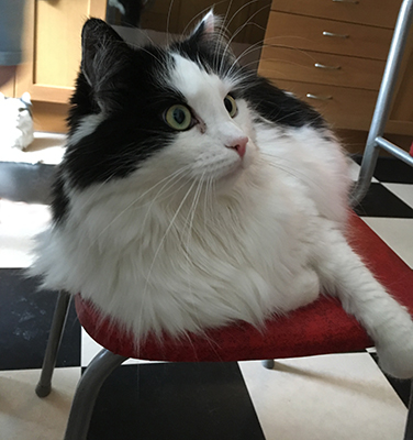 Lucifer på köksstol