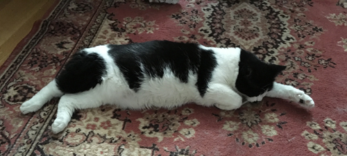 Mini med lång tass på rosa mattan