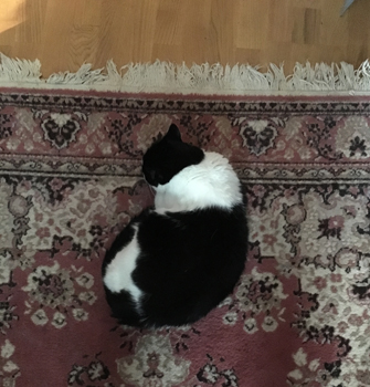 Mini på mattan i bokrummet