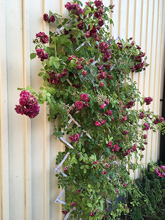 Torra rosor mot gul trähusvägg