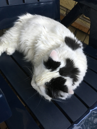 Citrus i balkongstolen