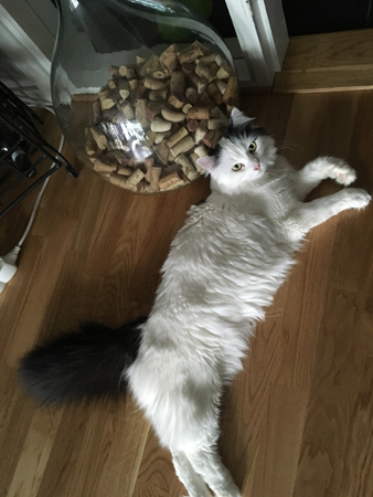 Citrus på vardagsrumsgolvet