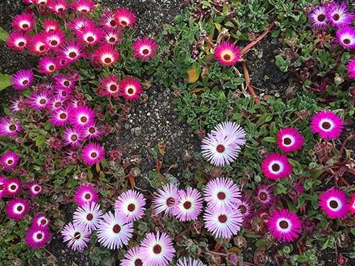 Cerise och rosa blommor