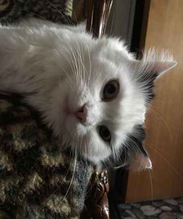 Citrus hänger över en stolskarm