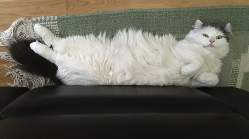 Citrus vid bästefåtöljen