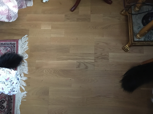 Kattsvansar sticker fram under möbler