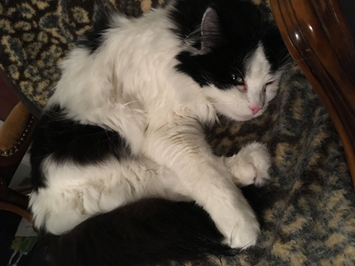 Lucifer halvsover i stolen i hallen