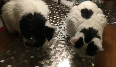 Lucifer och Citrus får torrfoder på köksbordet