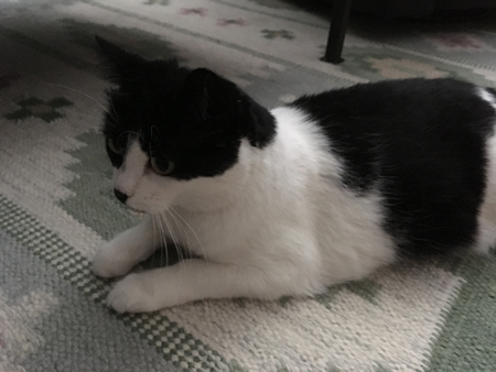 Mini på vardagsrumsmattan