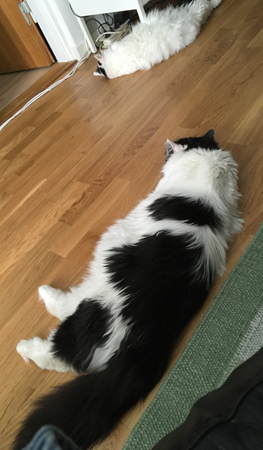 Utslängda katter på golvet Lucifer och Citrus