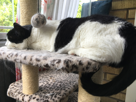 Mini på klättrställningen