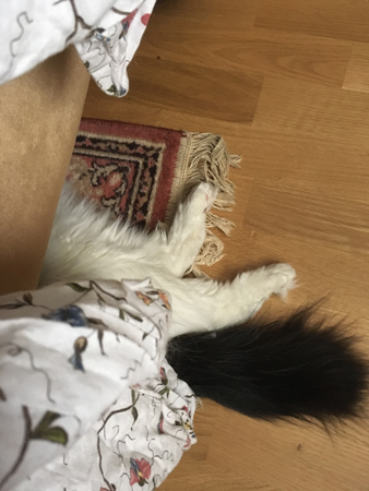 Citrus under farfarsfåtöljen