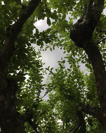 Mörka moln bakom äppelträdsgrenarna