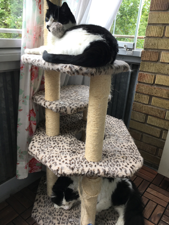 Mini och Lucifer på klätterställningen på balkongen