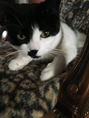 Mini på leopardfilten i stolen