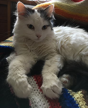 Citrus i skrivbordsstolen 1