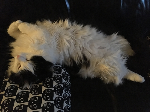 Lucifer sover på rygg i soffan