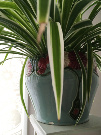 Mammas kruka hos Mia