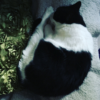 Mini sover på fäll och sidenkudde