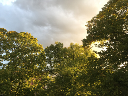 Träd och kvällshimmel