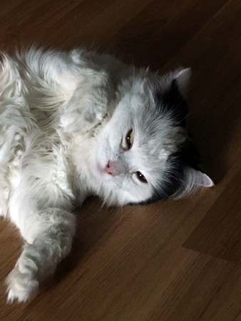 Citrus framför fläkten