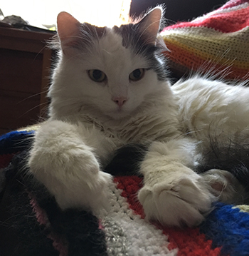 Citrus i skrivbordsstolen 2