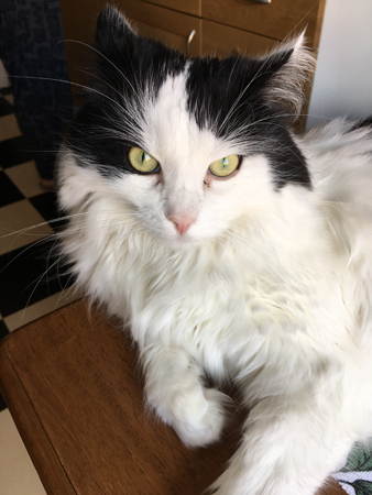 Lucifer på köksbordet