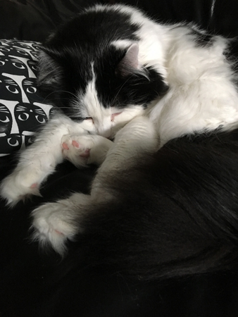 Lucifer sover med huvudet mellan framtassarna