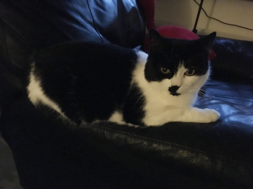 Mini på armstödet till bästefåtöljen