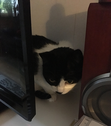 Mini smyger bakom tvn