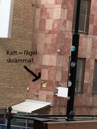 Katt på husvägg på Söder