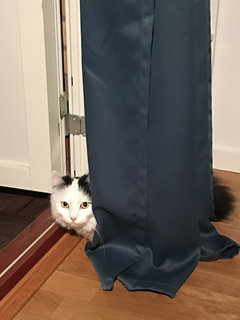 Citrus gömmer sig bakom gardinen