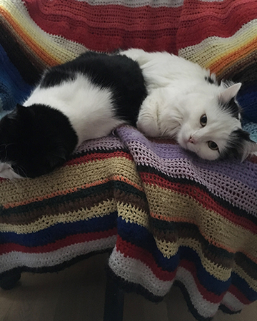 Mini och Citrus i skrivbordsstolen