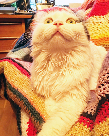 Citrus i taklampans sken