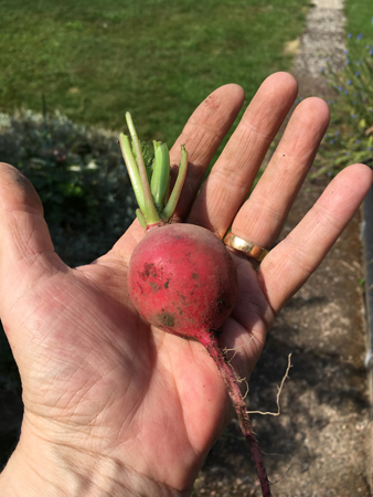 Större rädisa