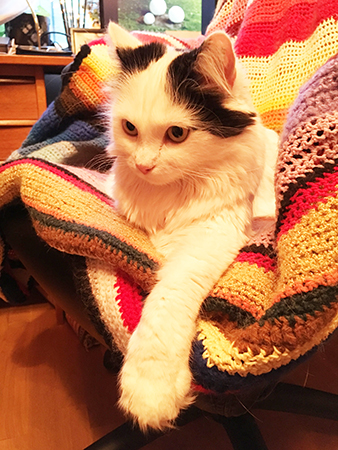 Citrus i skrivbordsstolen