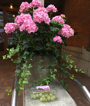 Hortensior rosa och vindruvor utanför Missionskyrkan