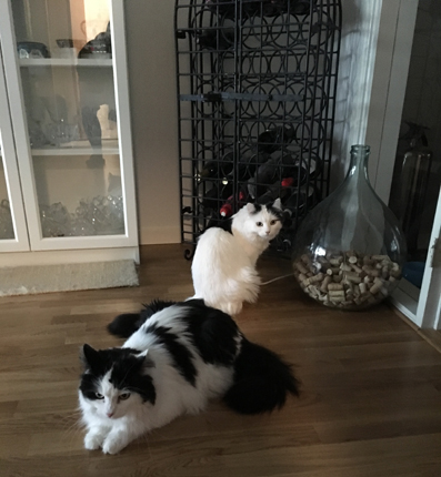 Lucifer och Citrus i vardagsrummet