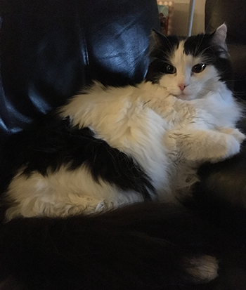 Lucifer i fåtöljen