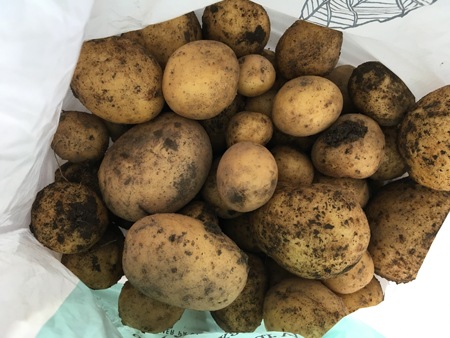 Potatis cirka 2 kg