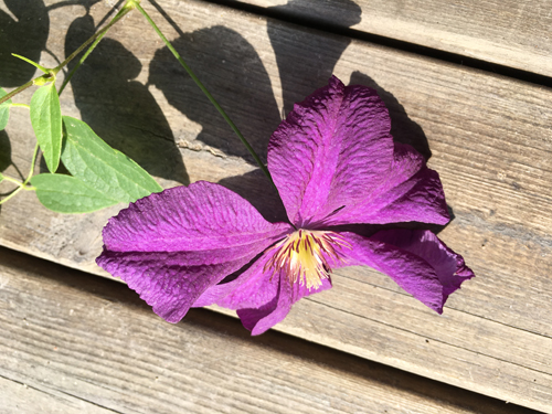 Klematis liggande på golv