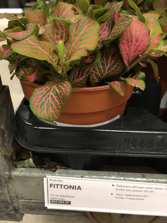 Fittonia växt på IKEA