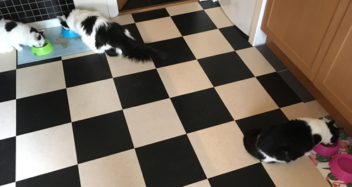 Familjen Katt äter kanin