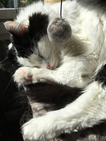 Lucifer sover på klätterställningen