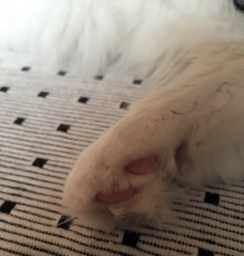 Lucifers tass och rosa trampdyna