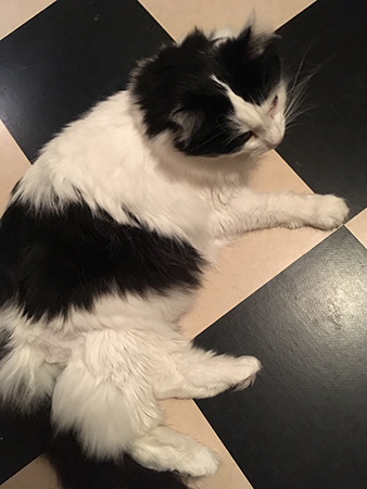 Lucifer hemma efter veterinärbesök