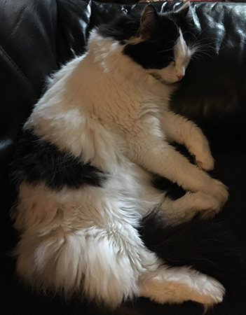 Lucifer sover i Annas fåtölj