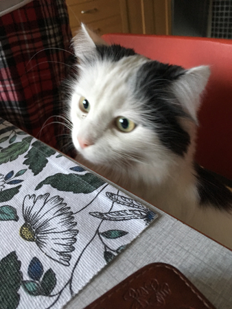 Citrus vid köksbordet